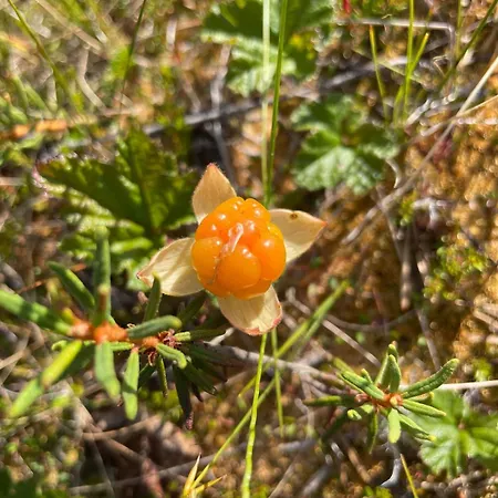 Welcome To Uppana * Rovaniemi