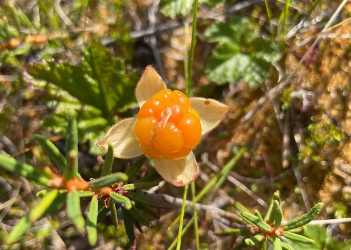 Welcome To Uppana * Rovaniemi